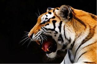 被老虎咬女人背景,勇敢女子与猛虎搏斗的惊心动魄